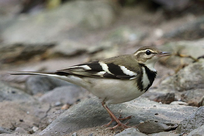 dendronanthus indicus