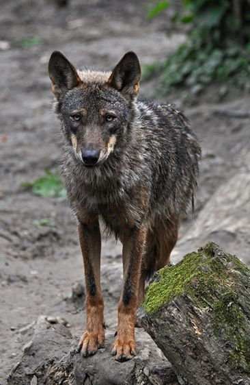  i>canis lupus signatus /i>)是灰狼的亚种之一,体型中等,匀称,四肢