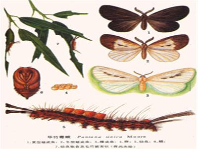  p> a href="#" data-lemmaid="2419202">华竹毒蛾 /a>, i>pantana