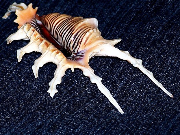 millepes scorpius scorpius