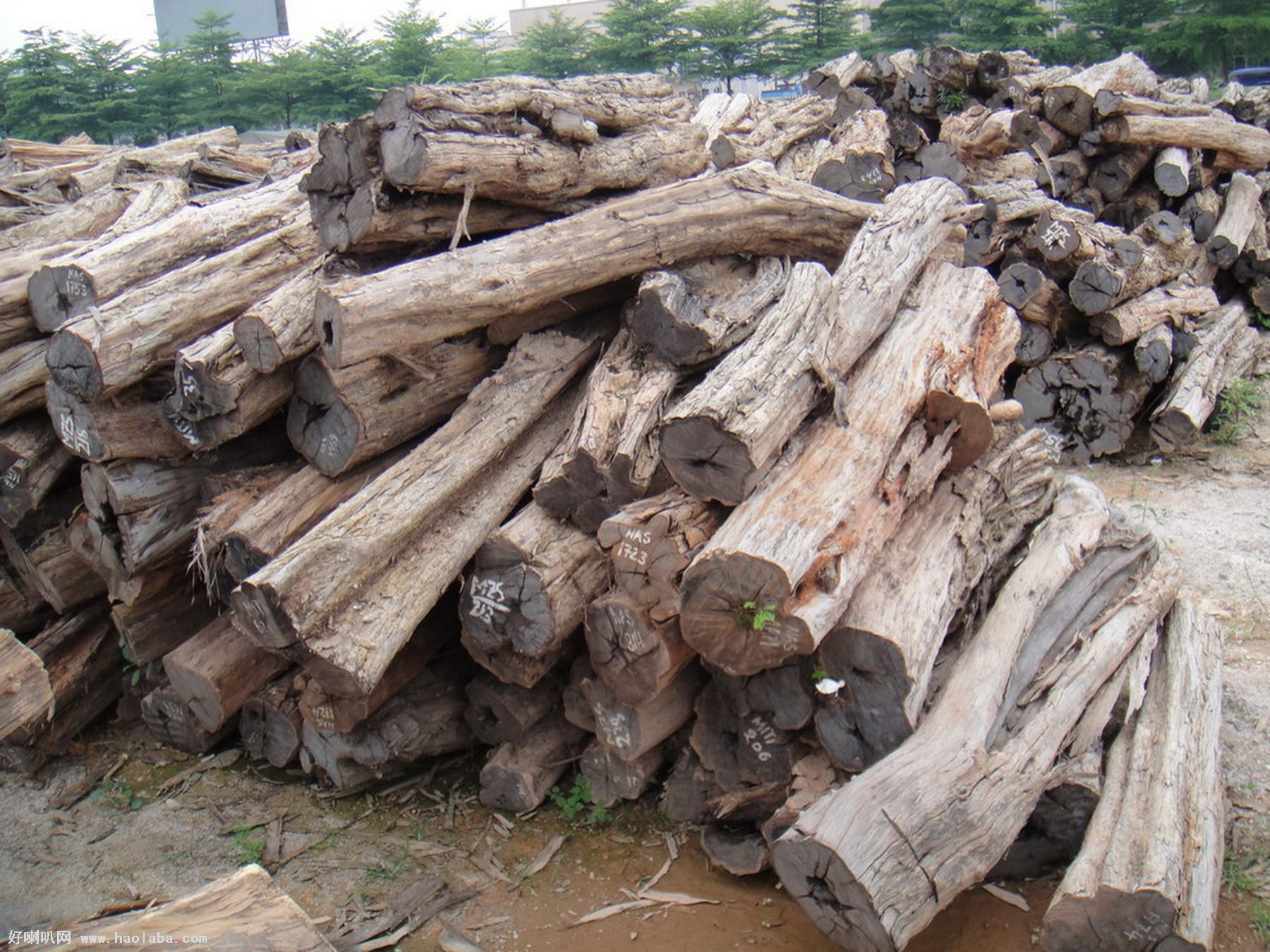 dalbergia fusca pierre