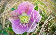 helleborus orientalis