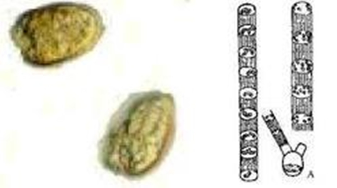  p>中肋骨条藻隶属硅藻门,中心硅藻纲, a href="#" data-lemmaid="