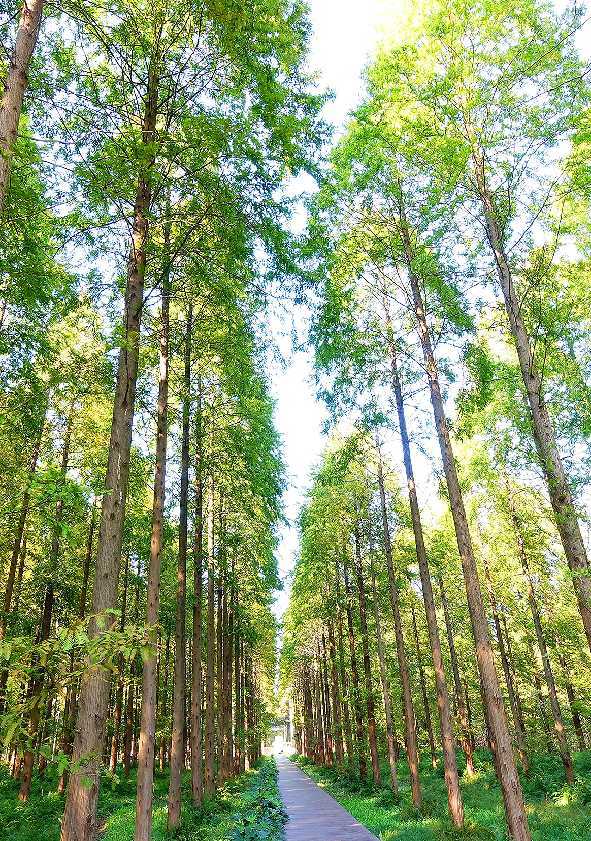  p>森林公园以大面积 a target="_blank" href="/item/人工林