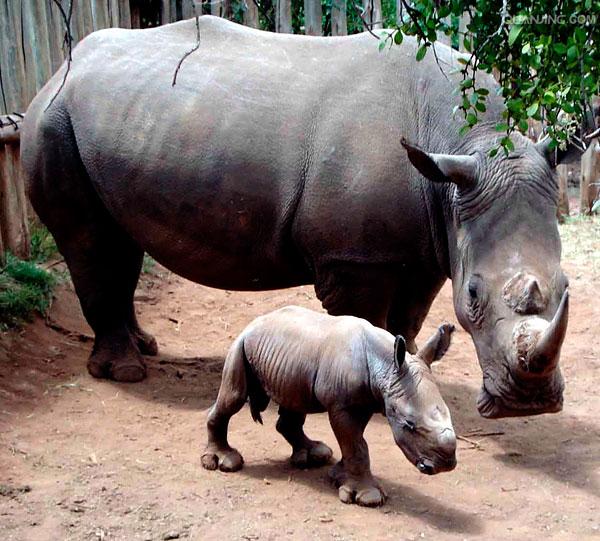  p>牛科( i>bovidae /i>)又叫洞角科,该科动物的角中空,不分叉,固定不