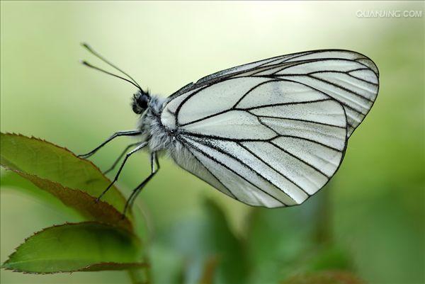  p>绢粉蝶(aporia crataegi linnaeus)是鳞翅目 a href="#">粉蝶科 /a
