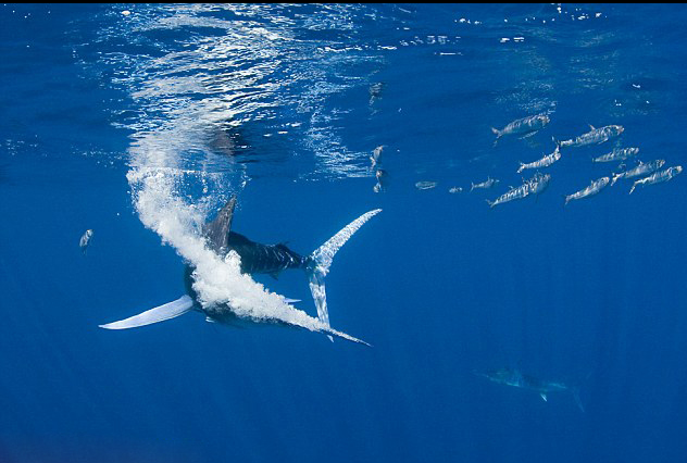  p>条纹四鳍旗鱼 i>, /i>学名: i>tetrapturus audax /i> (philippi