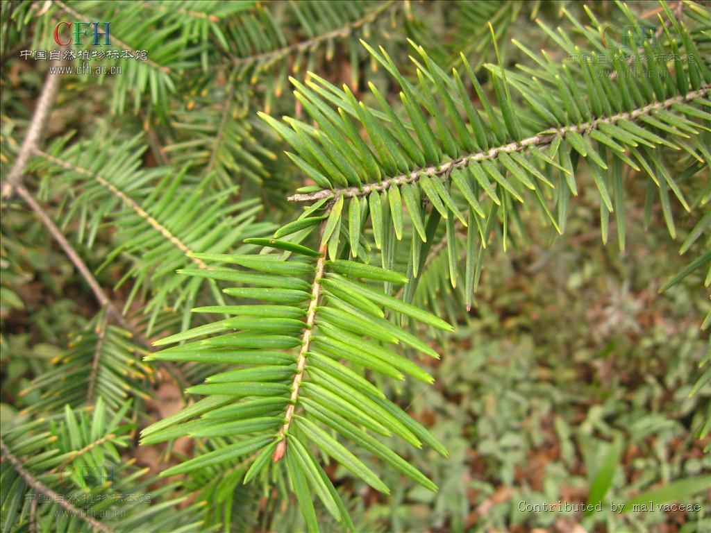  p>云杉属(拉丁文: i>picea /i>)是 a target="_blank" href="/item