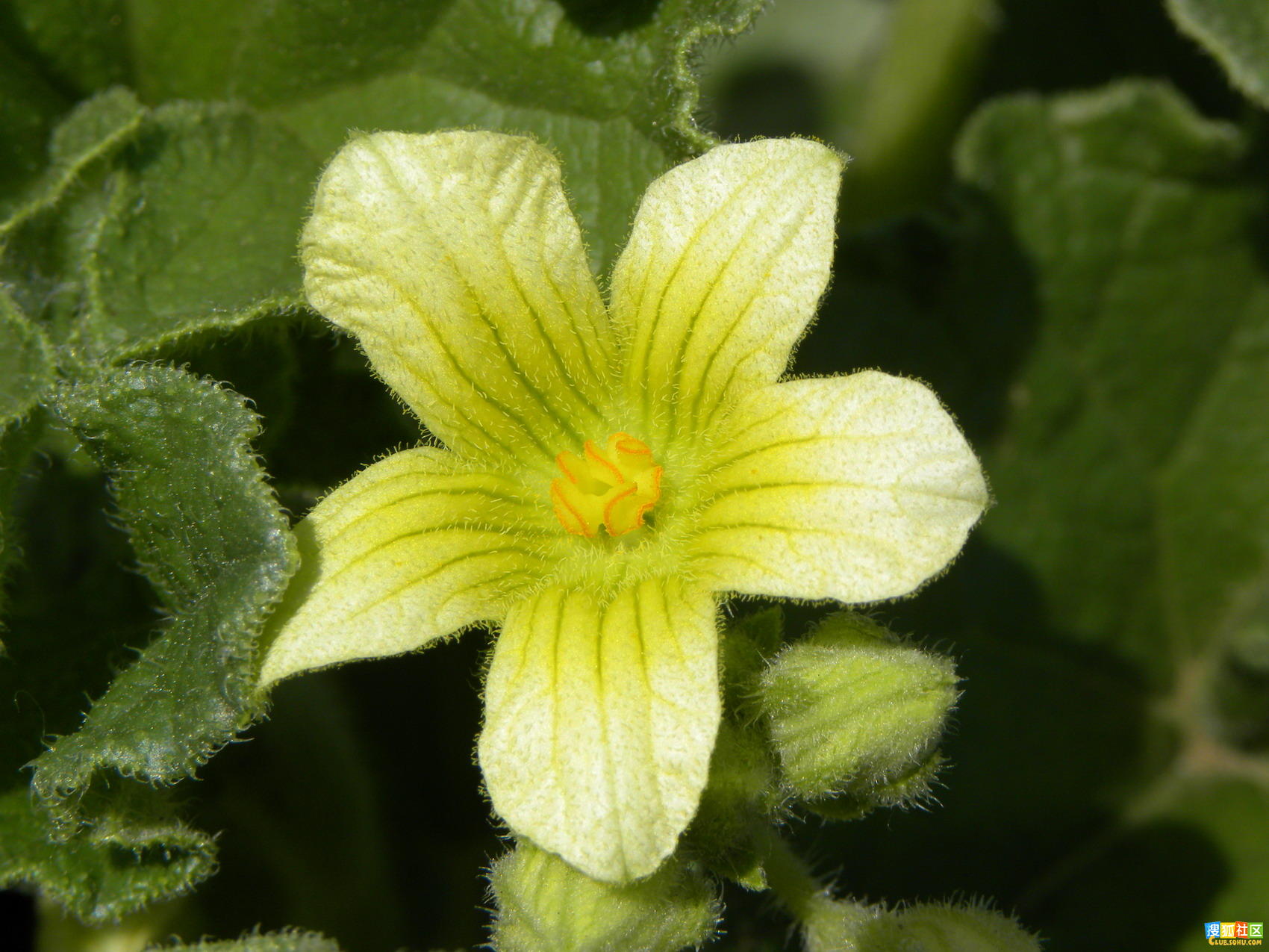  p>喷瓜属(ecballium),是 a href="#" data-lemmaid="229000">被子