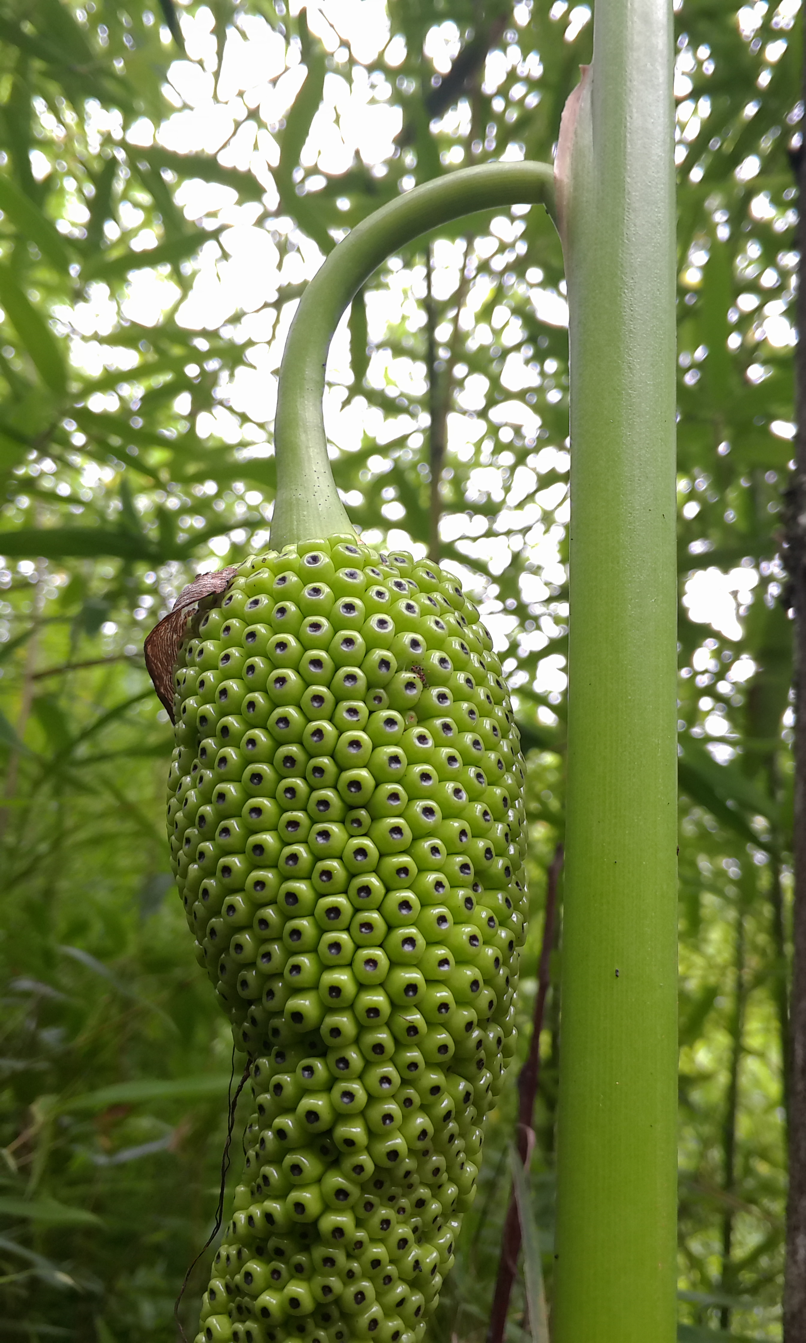  p>虎掌是 a target="_blank" href="/item/天