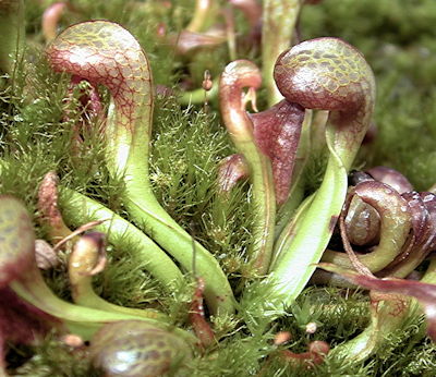  p>眼镜蛇草(学名: i>darlingtonia /i>  i>californica /i> torr.