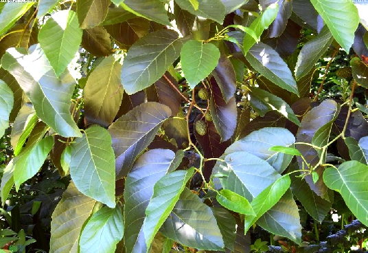  p>日本桤木(学名: i>alnus japonica /i> (thunb.) steud.