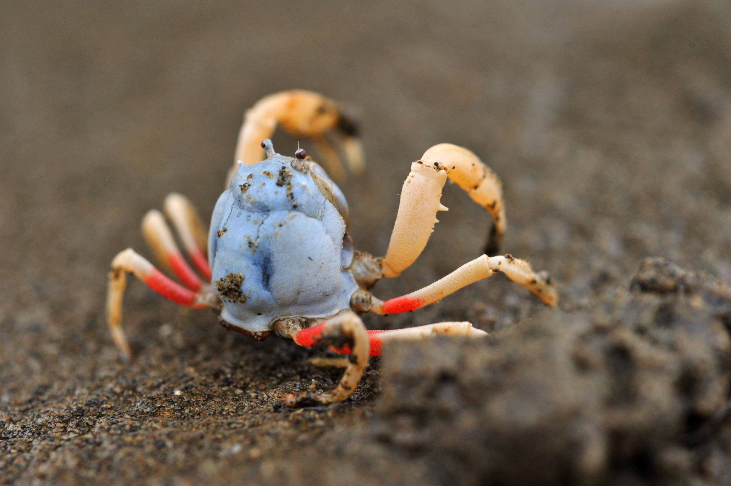 圆球状的甲壳呈蓝紫色,细长的步足与螯足呈白色,背甲呈球状如和尚头