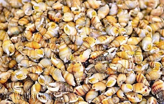  p>墨哈海蛳螺是 a href="#" data-lemmaid="798129">海蛳螺科 /a>, a