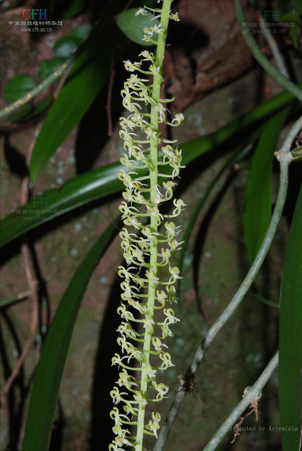  p>羊耳蒜,中药名.为兰科植物羊耳蒜 i>liparis japonica /i> (miq.