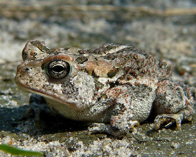  p>美国南部蟾蜍(学名: i>bofo terrestris /i>)体型短粗,背面皮肤上