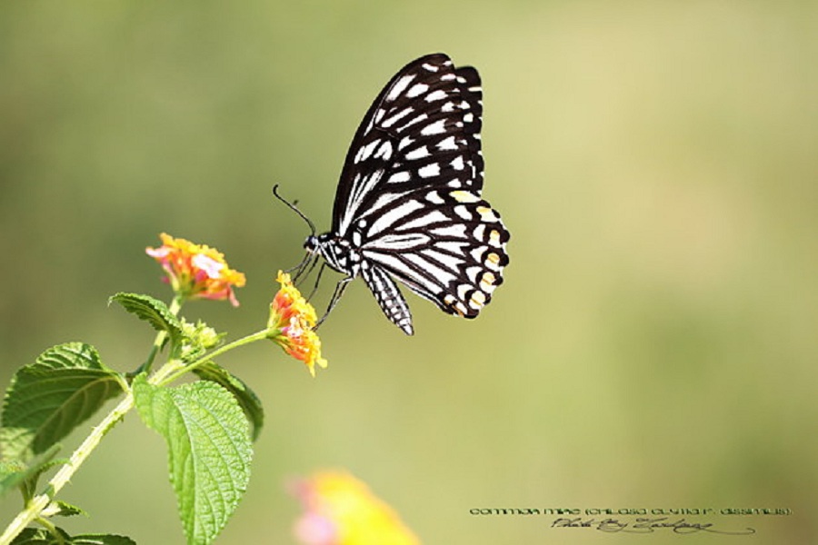  p>斑凤蝶( i>chilasa clytia /i>&nbsp;linnaeus,1758)是凤蝶科