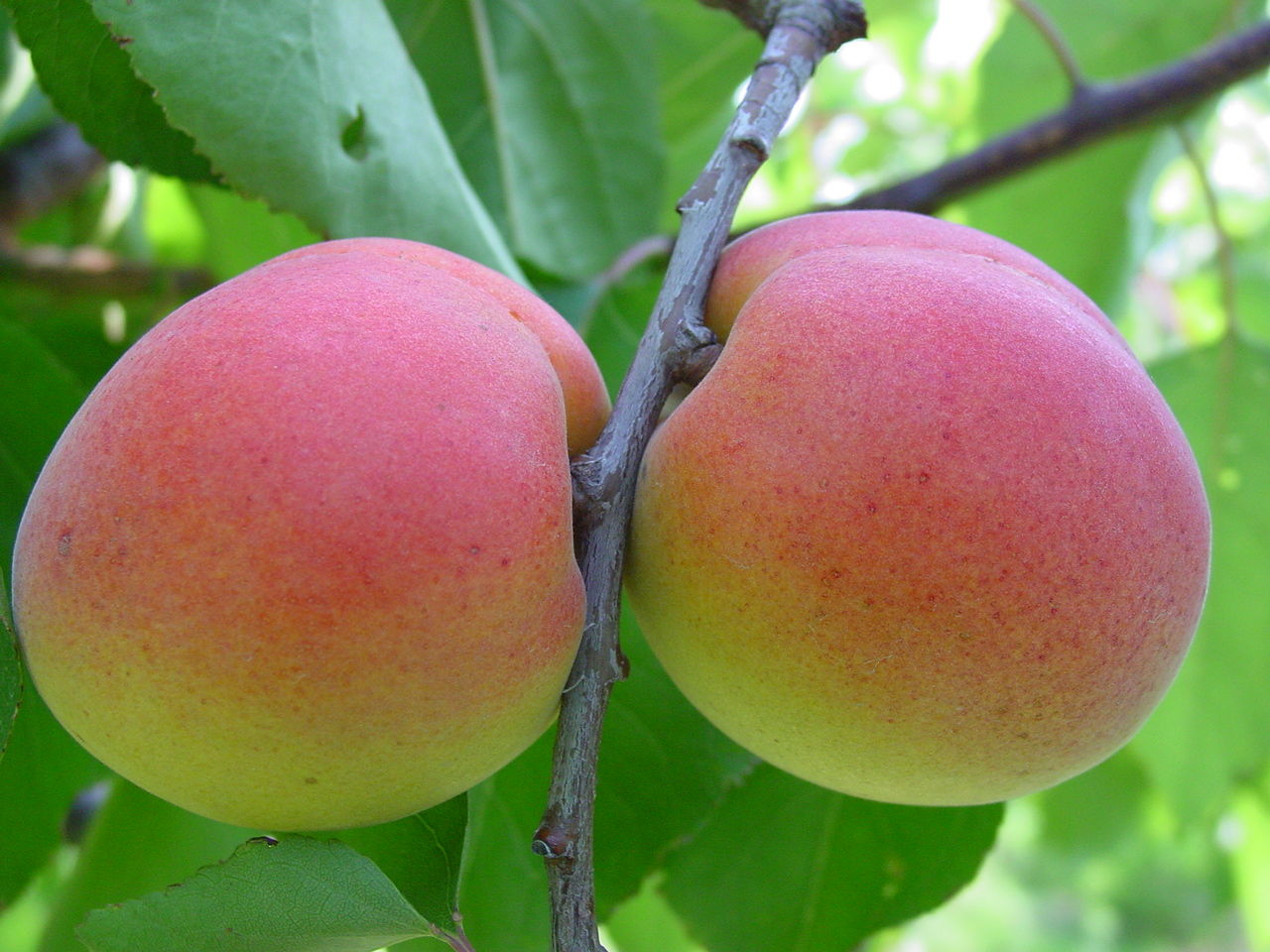 id="9675531">甜味 /a>和酸味,可食用的植物 a href="#">果实 /a>