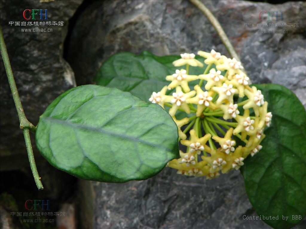  p>毛球兰(拉丁学名: i>hoya villosa /i> cost.