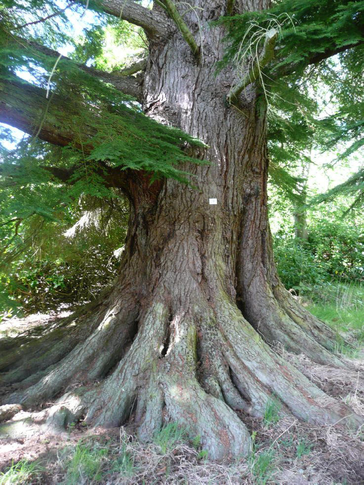 是松科铁杉属植物,乔木,高达50米,胸径达1.