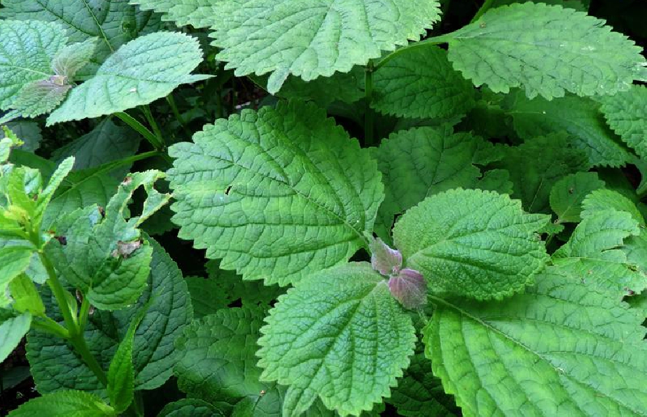  p>尾叶香茶菜(学名: i>rabdosia excisa /i> (maxim.