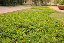 蔓花生 百度百科