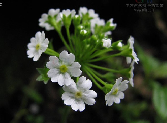  p>莲叶点地梅, a href="#" data-lemmaid="3427454">报春花科 /a> a