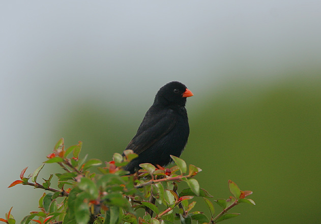 village indigobird