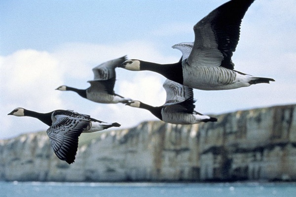 迁徙的鸟peuplemigrateur,le(2001)