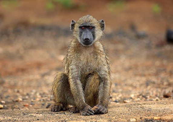 chacma baboon