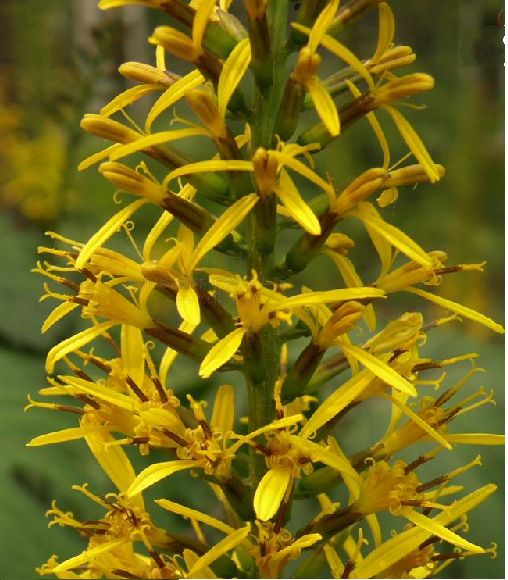  p>掌叶橐吾( i>ligularia przewalskii (maxim.