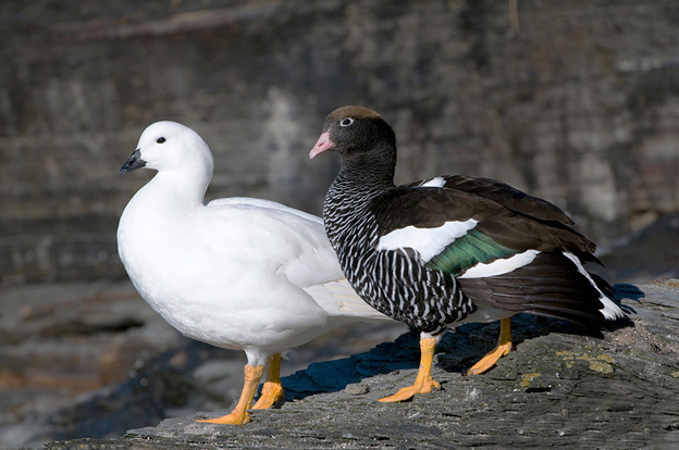 为雁形目鸭科的 a href="#" data-lemmaid="278334">鸟类 /a>