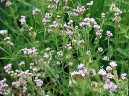  p>假臭草(学名: i>praxelis clematidea  /i>(griseb.) r. m.