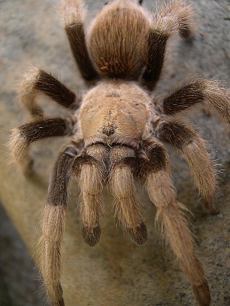  p>墨西哥金背(学名:aphonopelma chalcodes)是一种有毒的大型 a href
