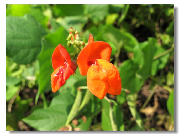 别名: a target="_blank" href="/item/大白芸豆/3230254" data-lemma