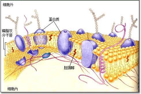 选择性透过膜