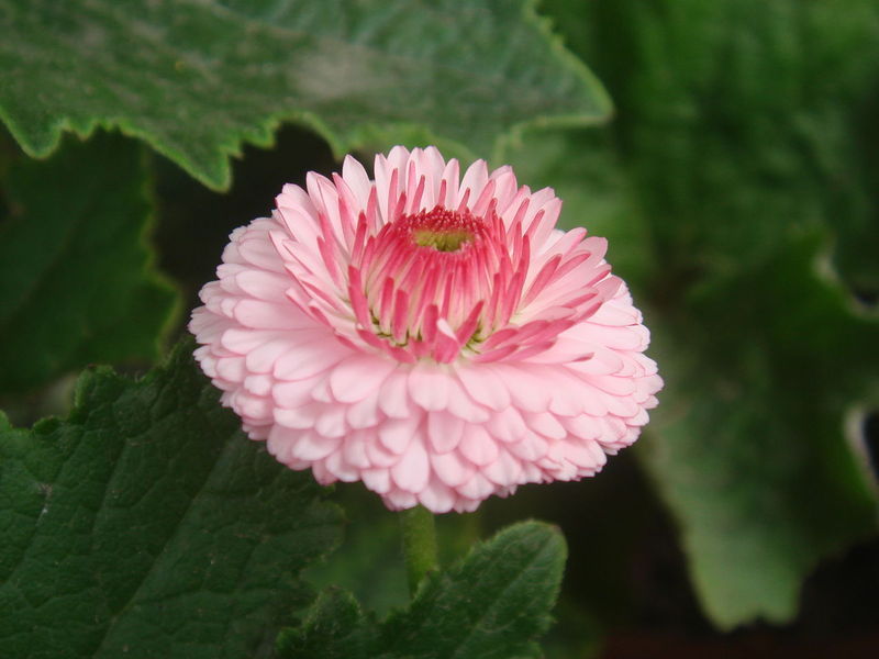  p>麦秆菊(拉丁学名:helichrysum bracteatum),别名 a target="_blank