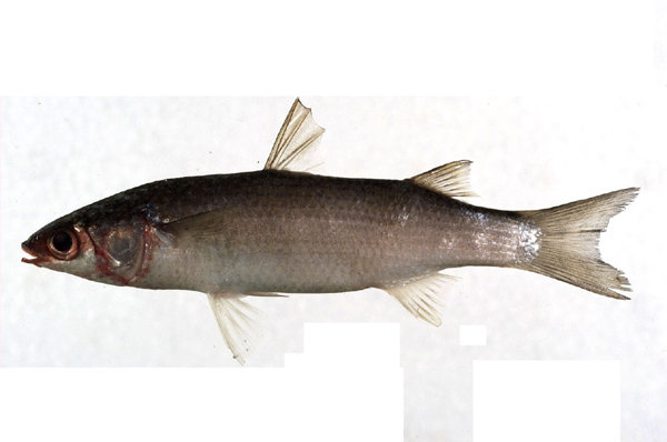 > b>前鳞鮻 /b>为 a target="_blank" href="/item/辐鳍鱼纲/2520993"