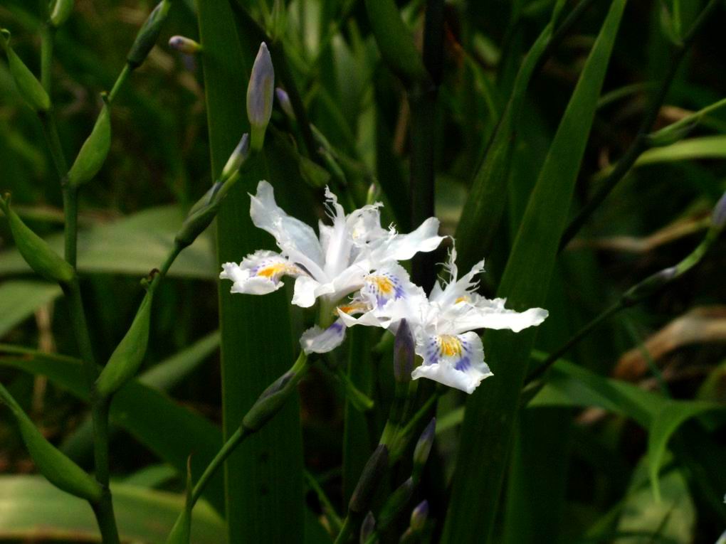 鸢尾兰属, a href="#" data-lemmaid="1122540">兰科 /a>,约300种