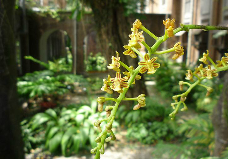  p>大序隔距兰(学名: i>cleisostoma paniculatum /i>  (ker-gawl.