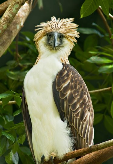  p>食猿雕(学名: i>pithecophaga jefferyi /i>):也称作菲律宾雕.