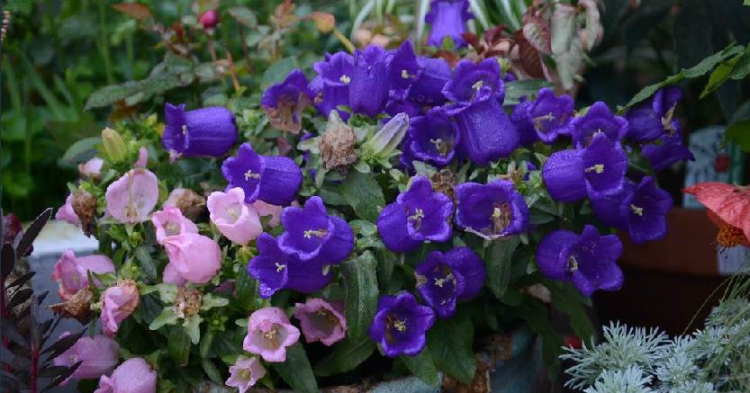  p>风铃草(学名: i>campanula medium /i> l.