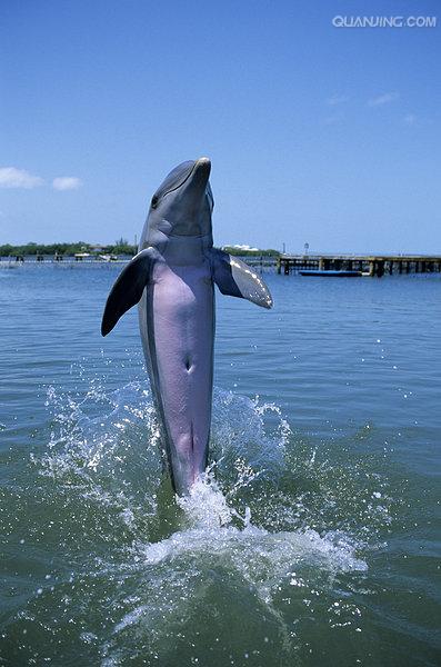  p>宽吻海豚, i>tursiops truncatus  /i>(montagu, 1821), a target=