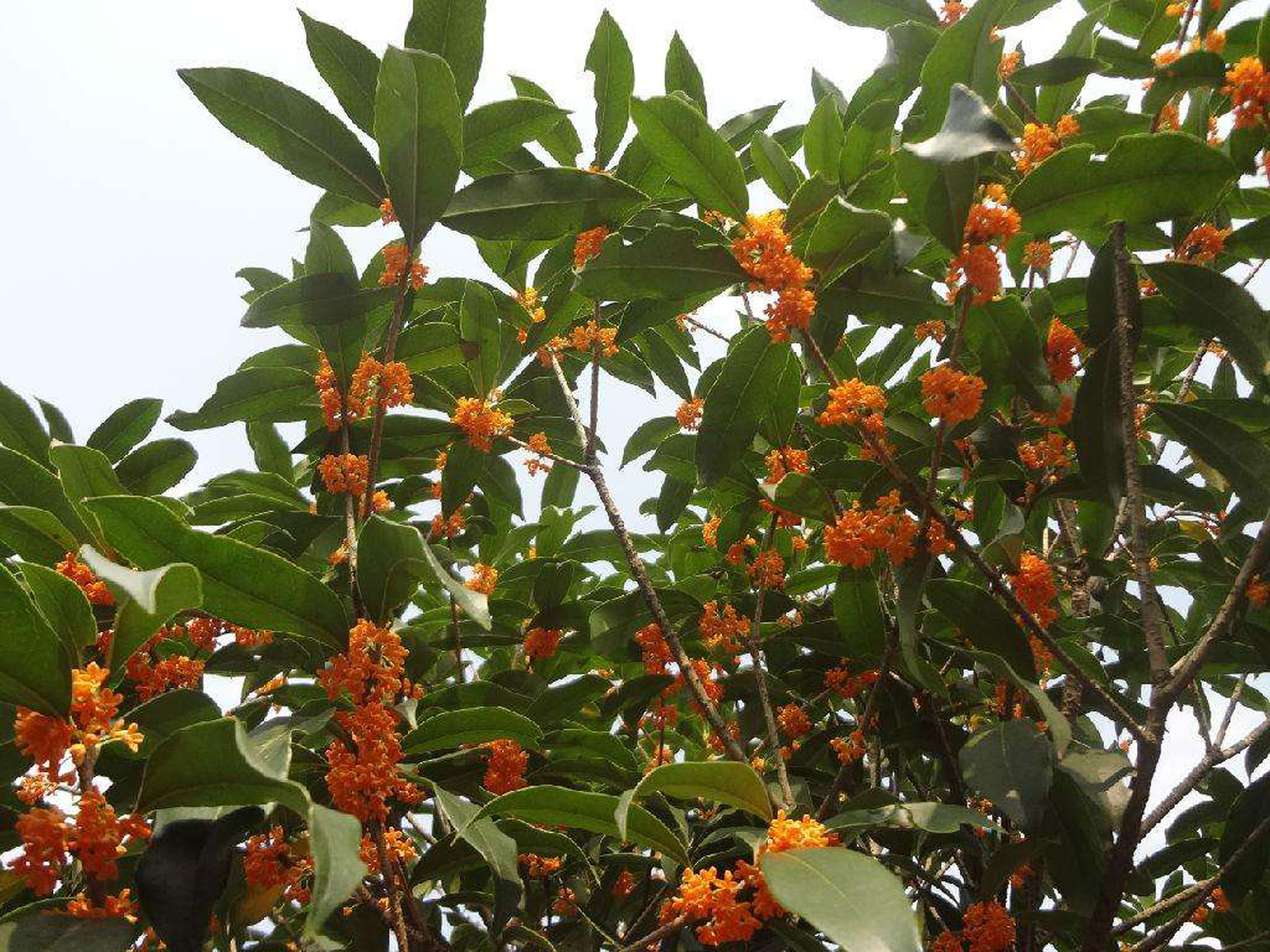  p>朱砂桂(学名: i>osmanthus fragrangs /i> c