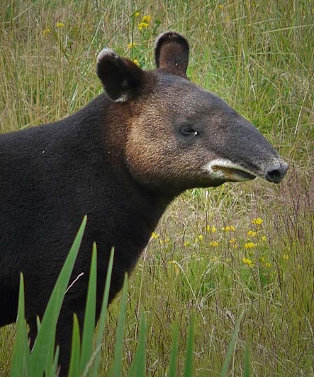  p>山貘(学名: i>tapirus pinchaque /i>):身上生有一层卷毛,有时又被