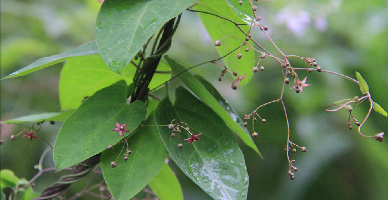 为萝藦科娃儿藤属植物通天连 i>tylophora koi /i> merr.的全株.