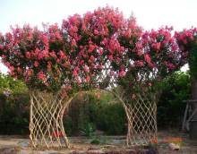 紫薇树造型