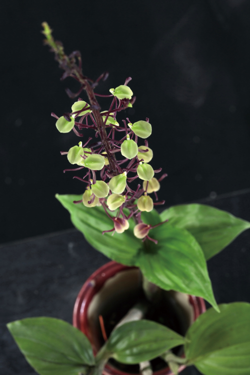  p>羊耳蒜,中药名.为兰科植物羊耳蒜 i>liparis japonica /i> (miq.