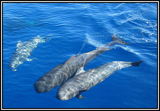  p>短肢领航鲸(学名:globicephala macrorhynchus),其主要特征是前额