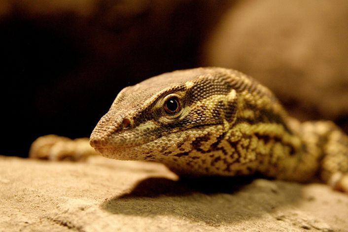  p>刺尾巨蜥(学名: i>varanus primordius /i>)是 a href="#" data